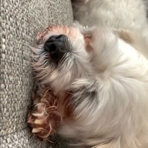 Meet your Posher, Benjamin